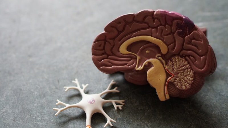 Infographie : comprendre le role du microbiote intestinal dans notre sante