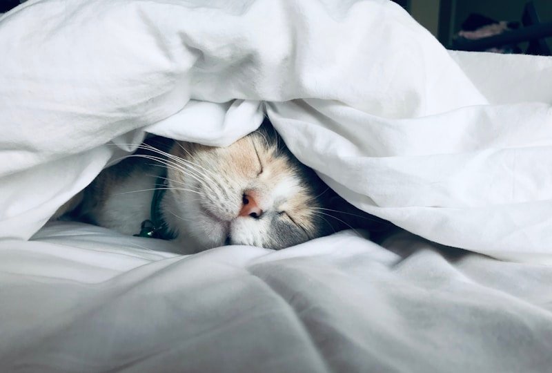 Sommeil et sante : les cles pour bien dormir et preserver sa sante